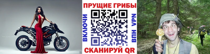 блэк спрут как войти  Вяземский  Псилоцибиновые грибы ЛСД  где можно купить наркотик 